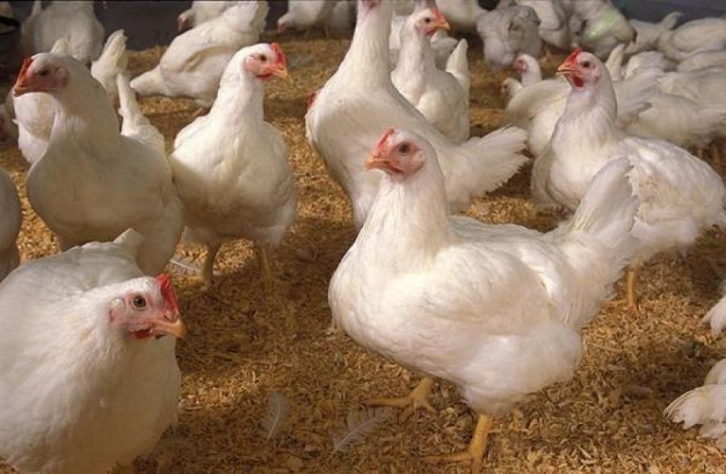 Avian flu warning