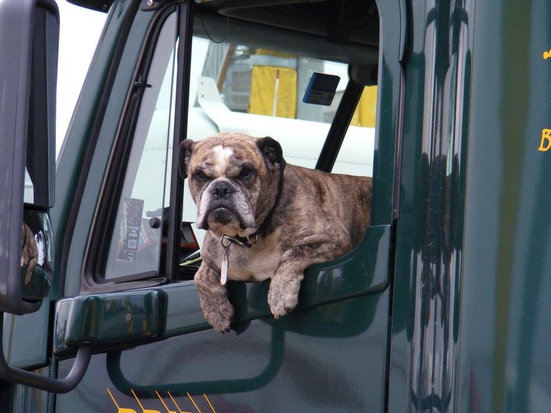 Have pooch, will travel: how to keep your pets safe in the car