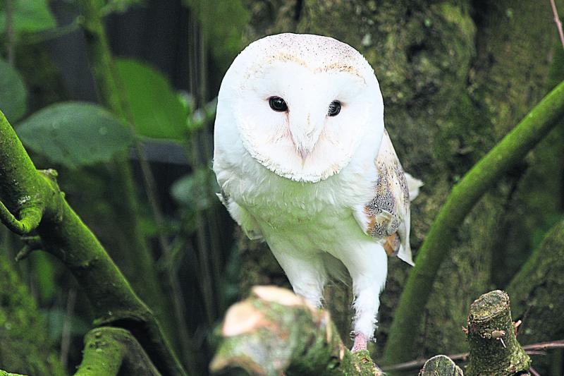 A Barn Owl. Have you seen any in Kilkenny