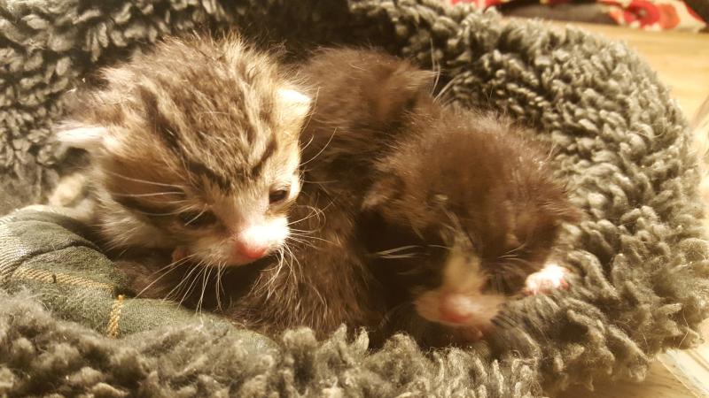 Update on abandoned kittens found in Kilkenny
