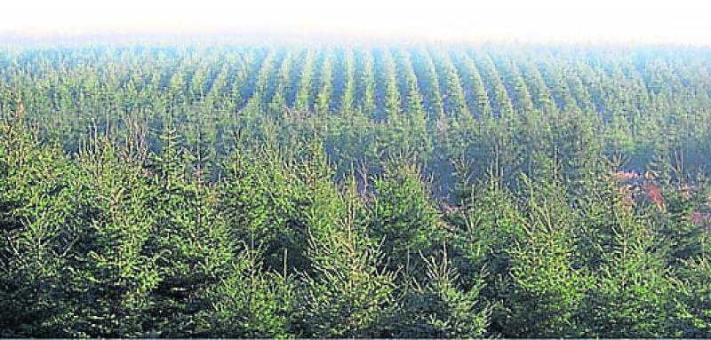 forestry