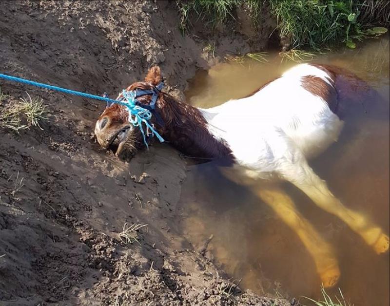 Outrage over horse drowning  in   River Nore in Kilkenny 