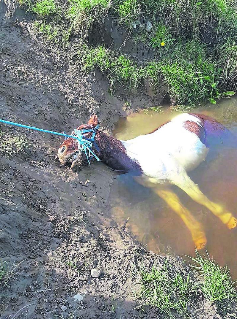 Zero tolerance to animal cruelty - garda chief superintendent