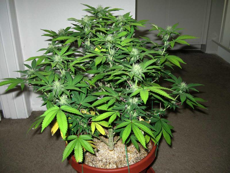 Two men arrested following cannabis seizure in Kilkenny City