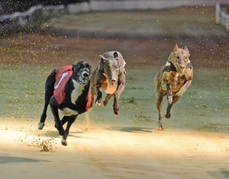 Greyhounds Kilkenny