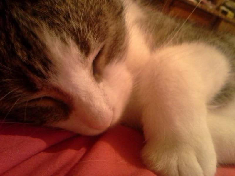 Keeta, the cat that was killed