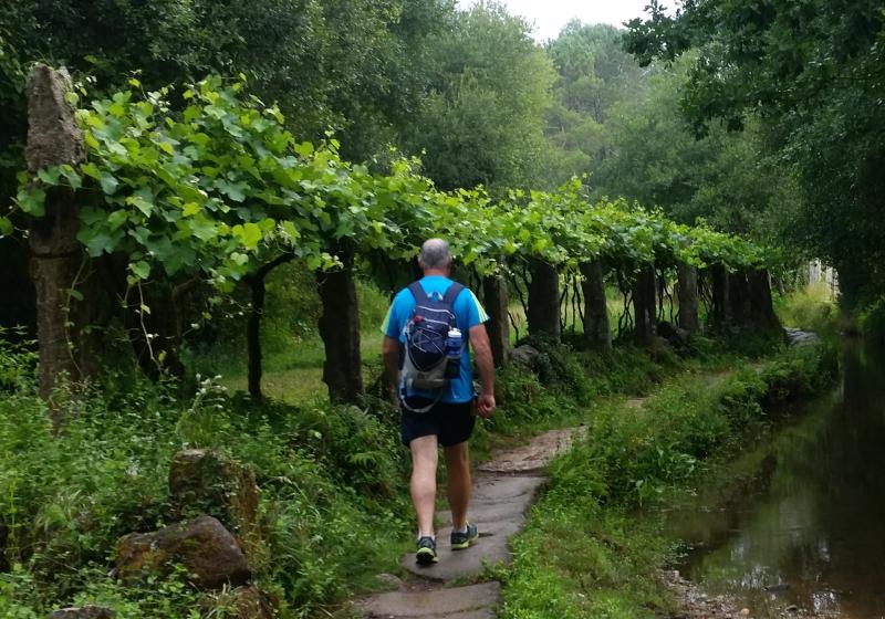 The Camino Walk
