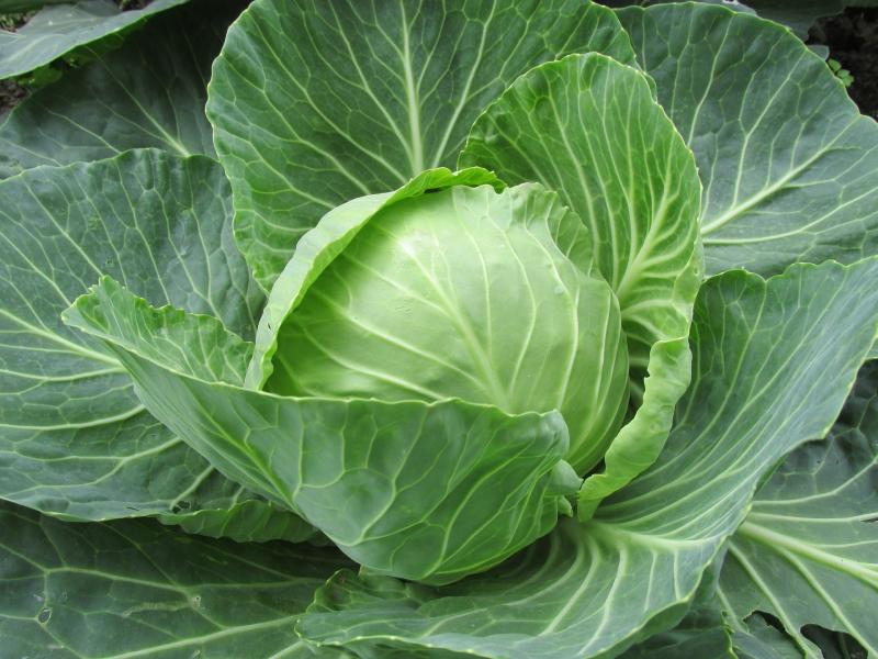 Weeds as big as &ldquo;heads of cabbages&rdquo; popping up in Kilkenny