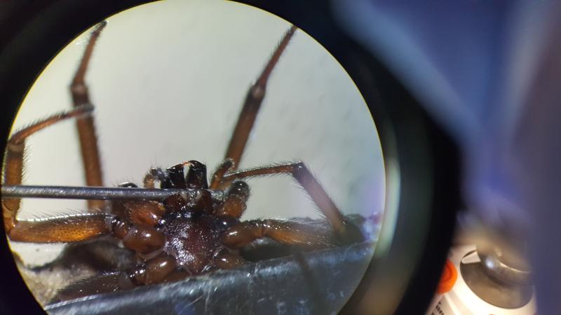 SPIDER