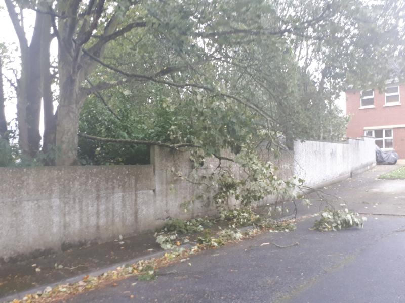 Fallen trees making driving hazardous in Kilkenny