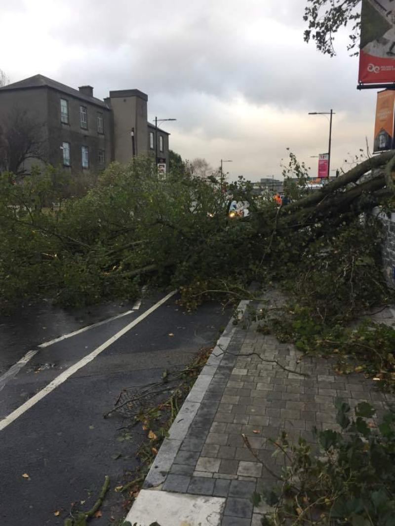Tree blocks new bridge