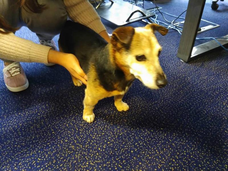 Adorable dog found in Kilkenny City