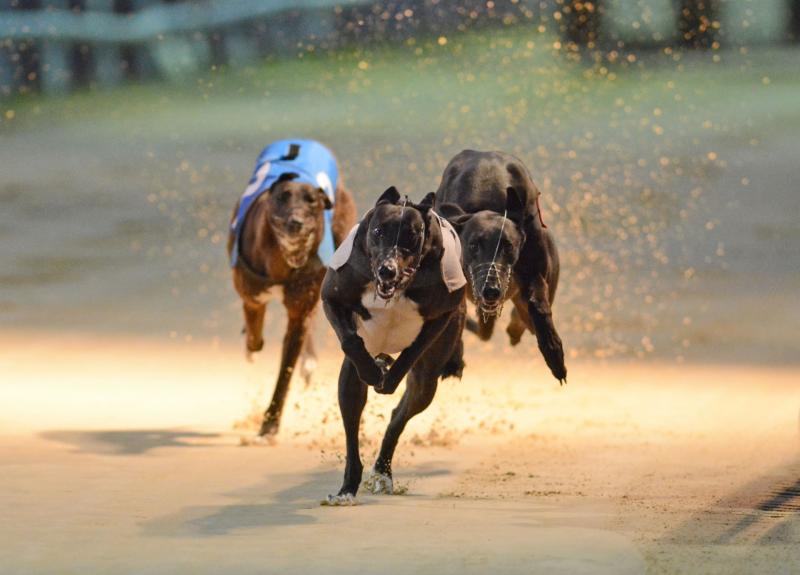 A Kilkenny GAA club is off to the dogs this April!