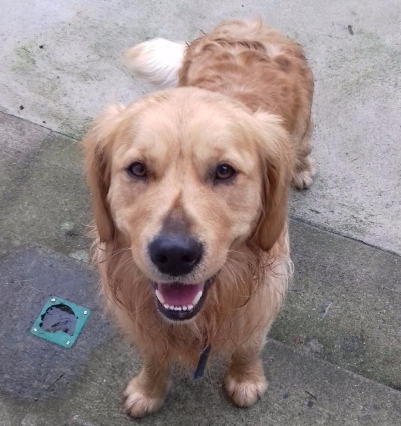Get your canine chum washed and groomed in aid of a Kilkenny dog rescue
