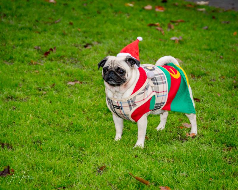 A happy little pug