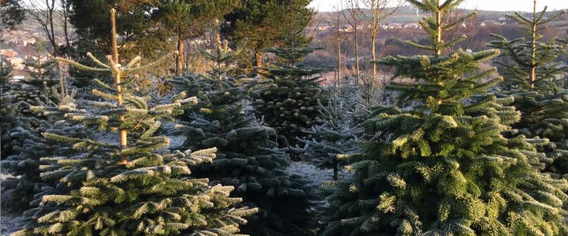 Getting rid of your Christmas tree? Find out where you can recycle your tree in Co Kilkenny