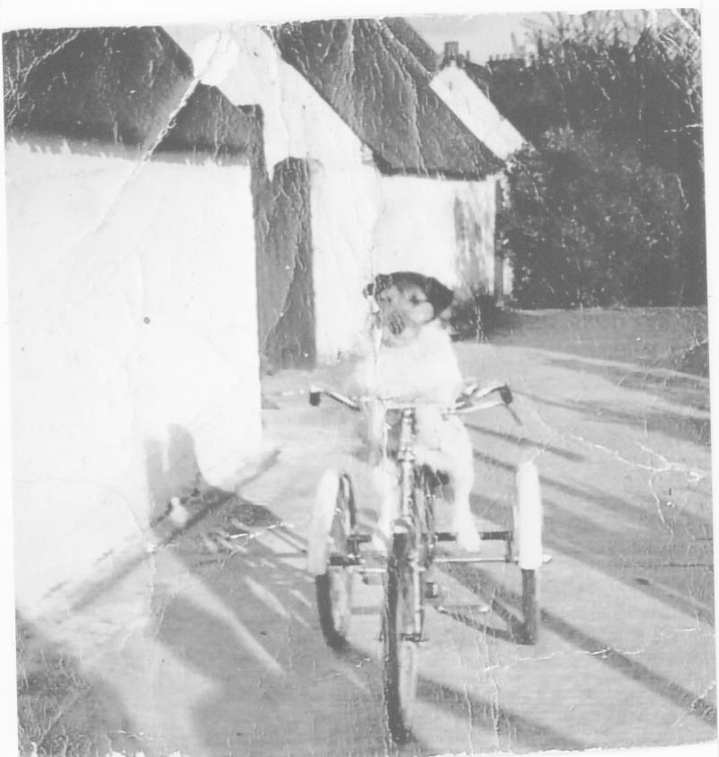 Snipe the dog had a talent for cycling bikes 60 years ago in Kilkenny