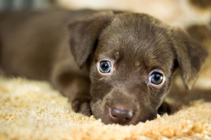   Kilkenny SPCA