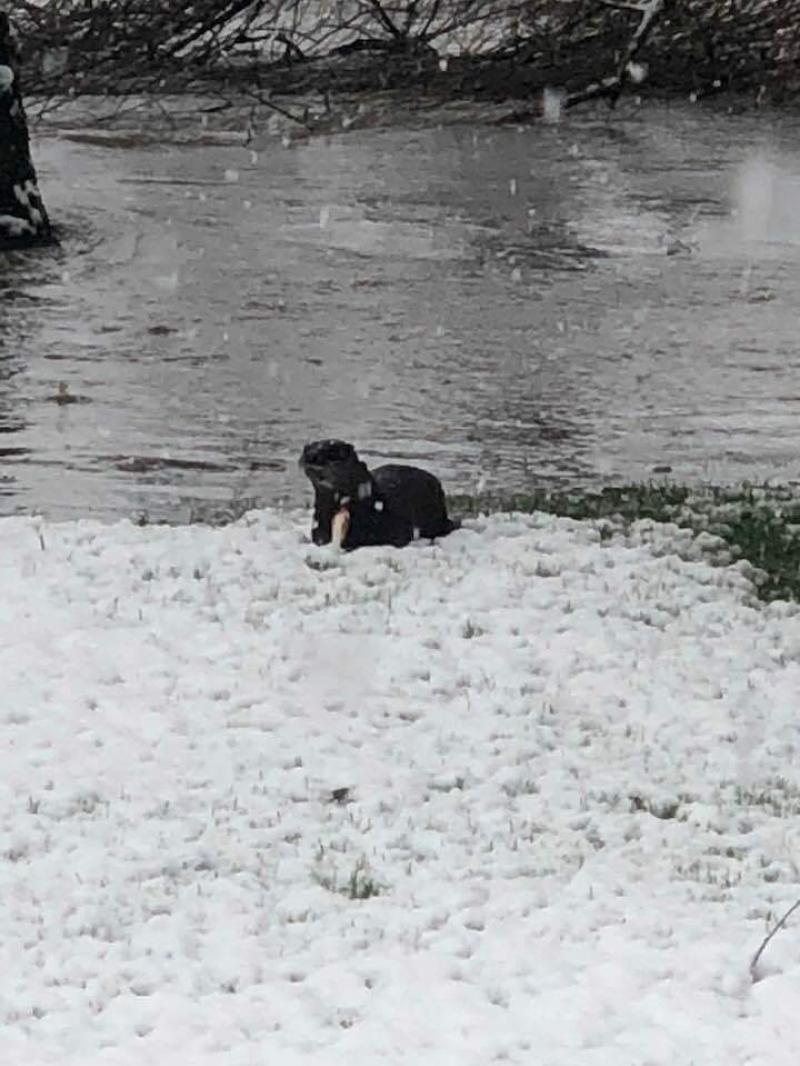 Otter in the snow
