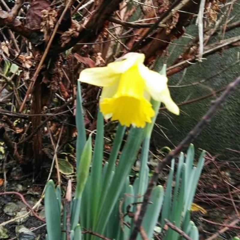 First daffodil?