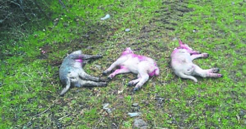 Sheep kill