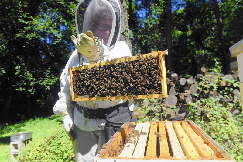 Kilkenny people invited to share the buzz of beekeeping on new course