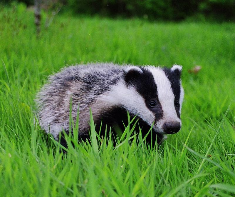 Number of badgers captured and culled last year in Kilkenny revealed