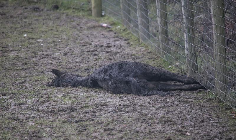 Horse found dead in field in Hebron following big freeze