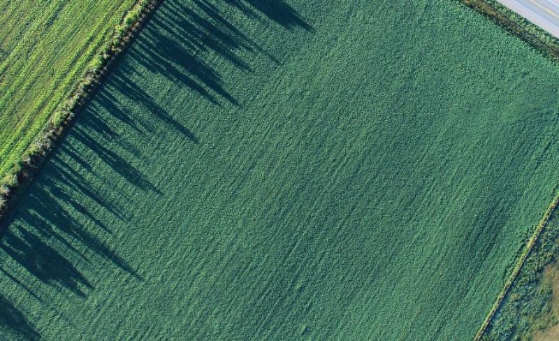 GREEN FIELD