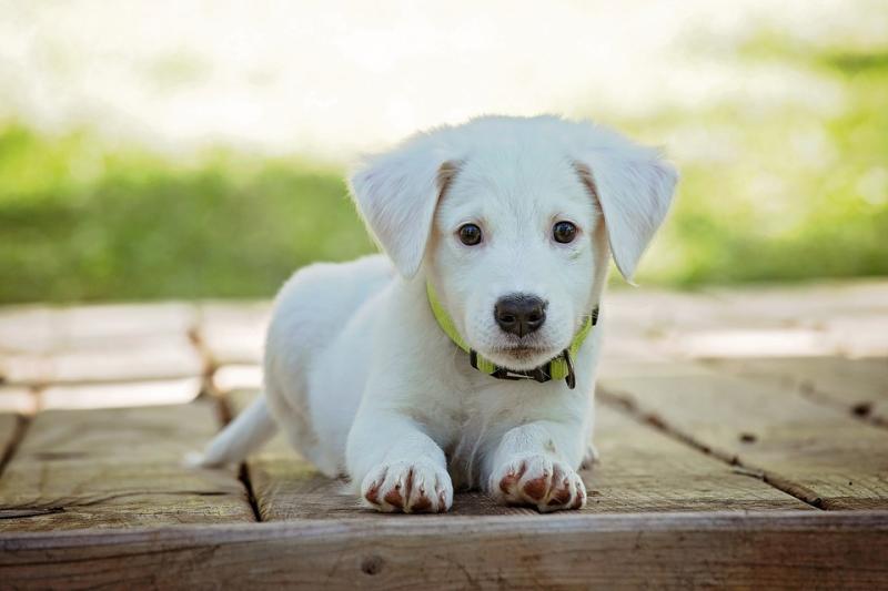 The search for Kilkenny’s most adorable puppy is happening