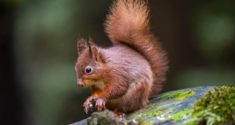 Native Irish species, the red squirrel seen close to Kilkenny Castle