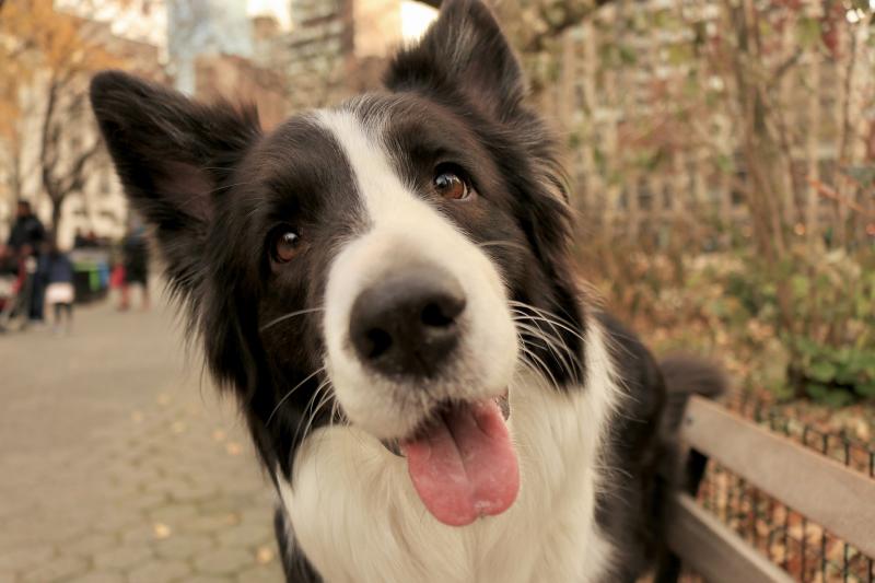 Revealed: Kilkenny's  most popular dog name is...