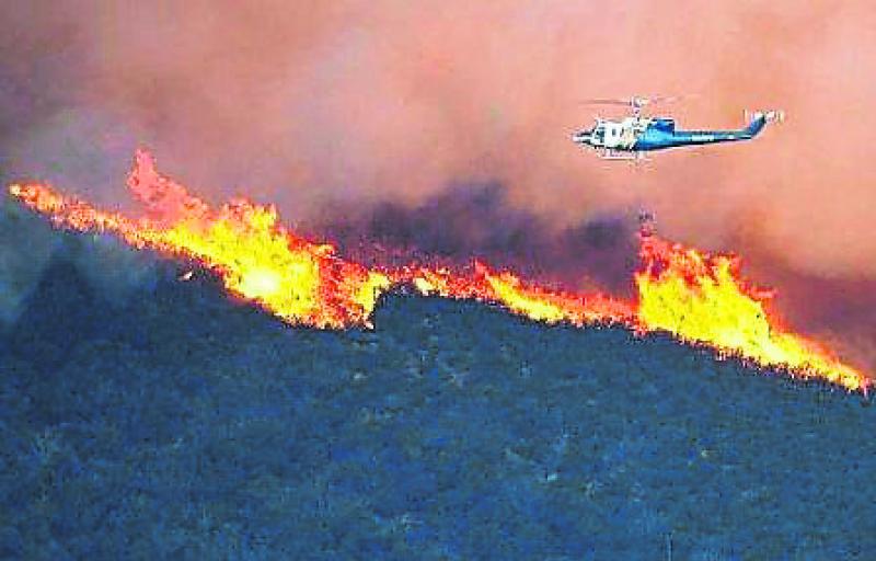 Forest fire