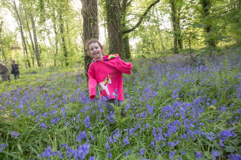 Sunshine and blue skies for biodiversity walk in Jenkinstown