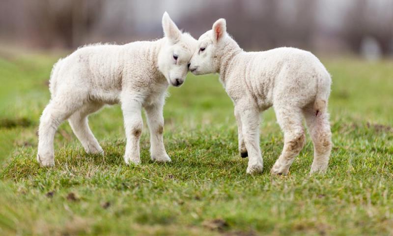 Sheep farmers enjoy great prices