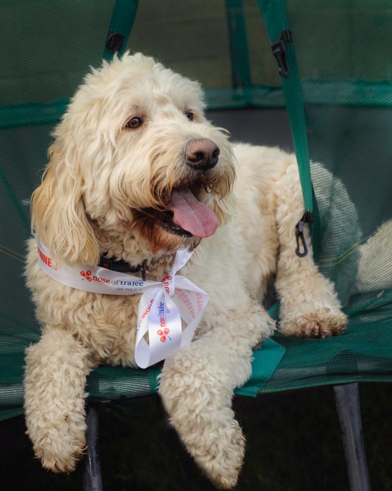 LAST YEAR'S NOSE OF TRALEE WINNER