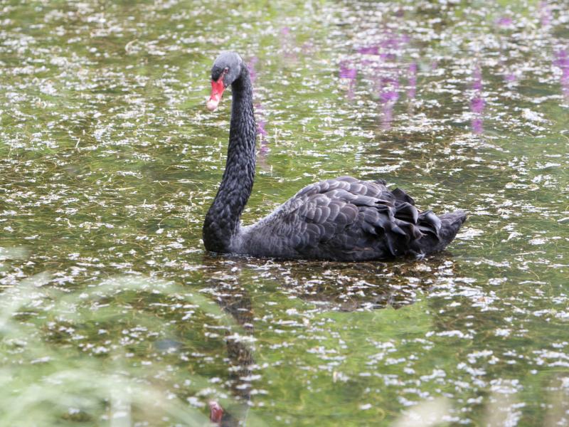 Rare Black Swan in Windgap