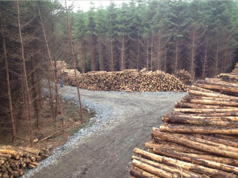 timber auction