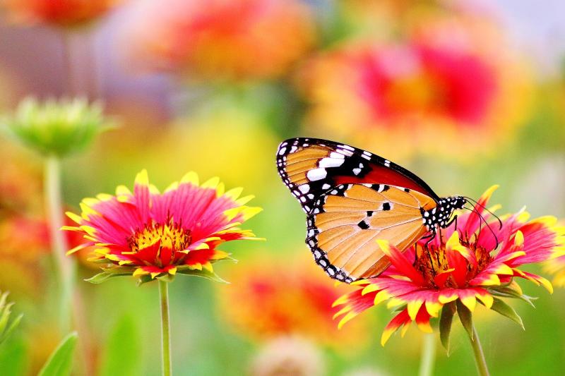 Biodiversity  