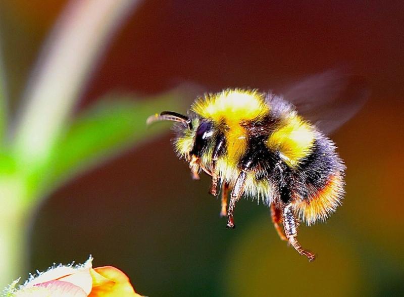 GARDEN BUMBLEBEE
