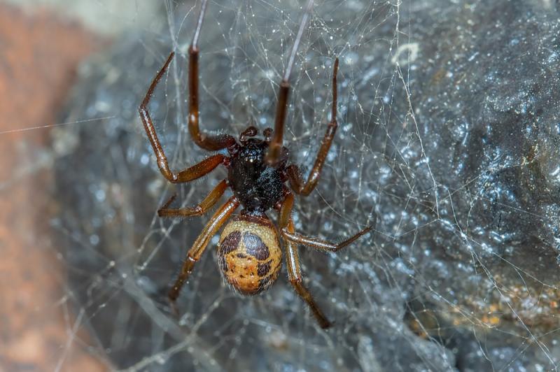 FALSE WIDOW SPIDER
