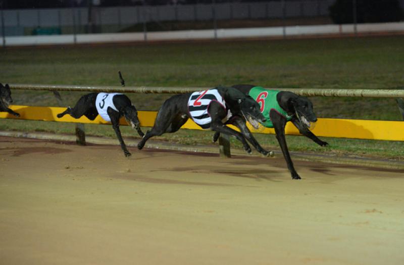 Kilkenny greyhounds: rain halts the racing, but......