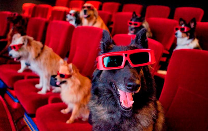 Kilkenny movie nights