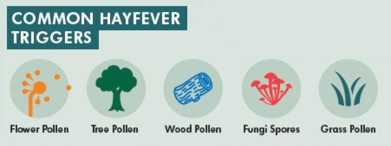Electric picnic - Hayfever