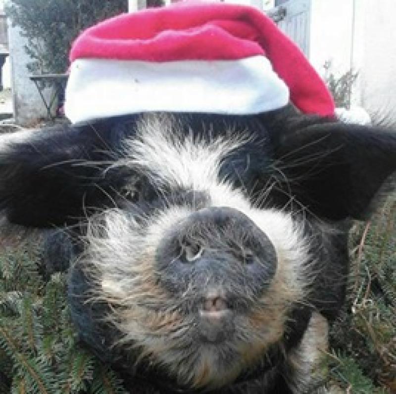MISSING PIG