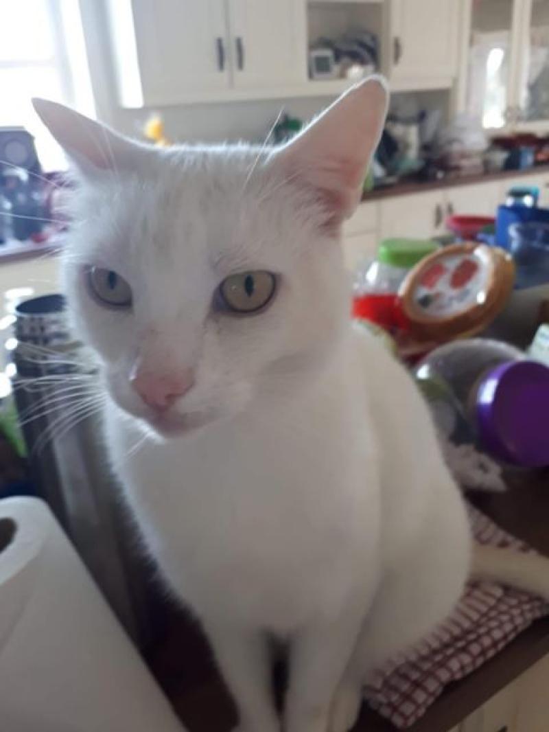 Cat dies from horrific injuries after being shot in South Kilkenny