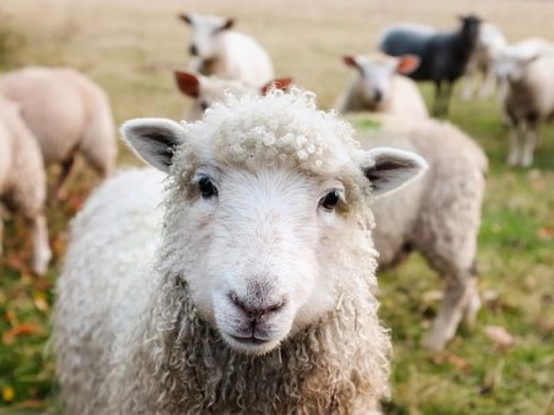 Substantial reward offered for missing ewes in Bennettsbridge