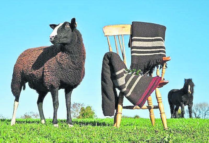 Plain sheep provide beautiful textiles