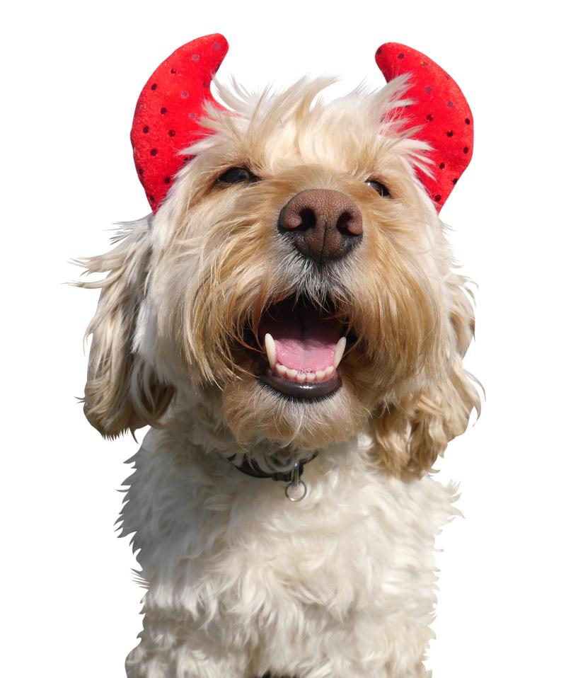 Kilkenny pet owners urged to keep pets safe and calm during explosive Halloween season