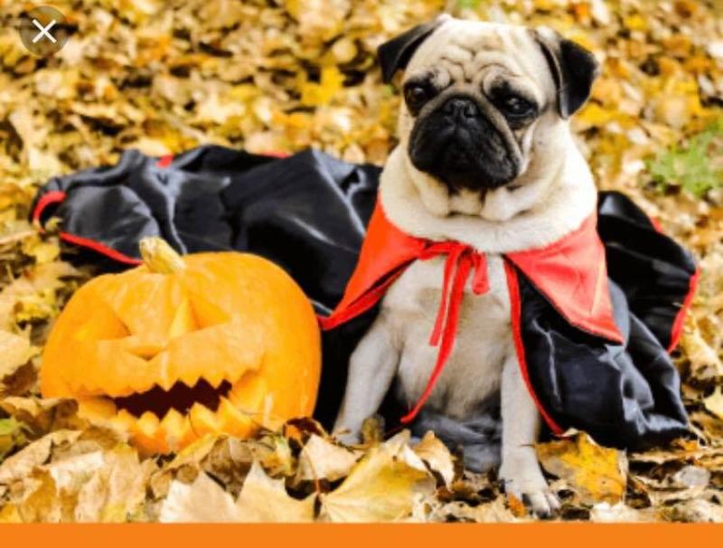 Which is scarier - The pug or the pumpkin?